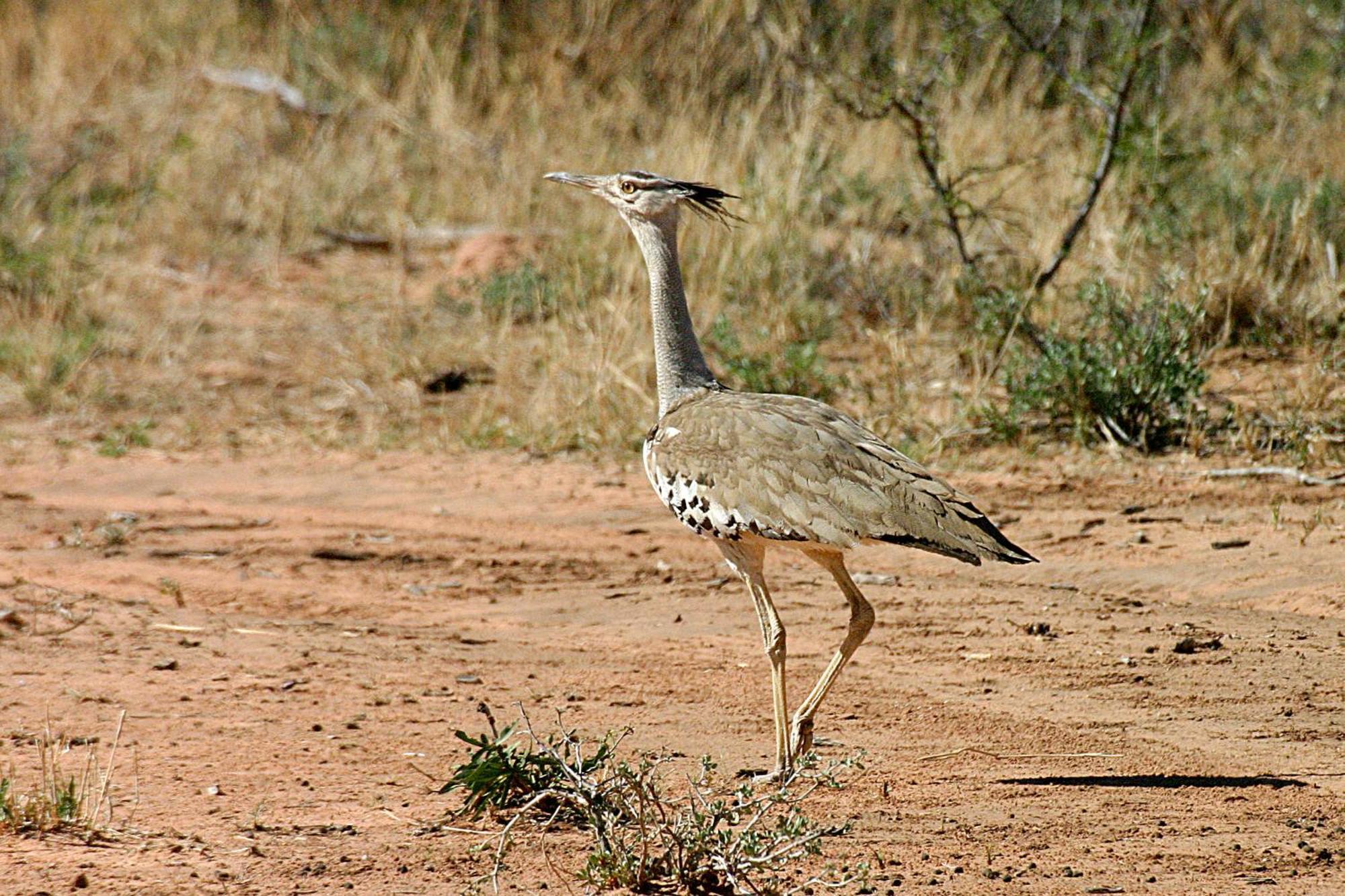 Waterberg Wilderness - One Namibia Vila Quarto foto